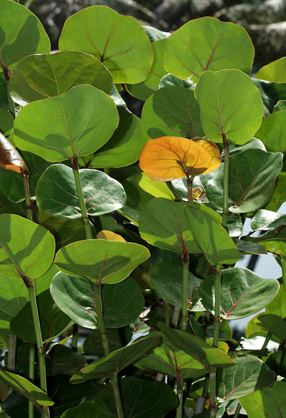 معرفی و راهنمای پرورش درختان میوه - انگور دریایی